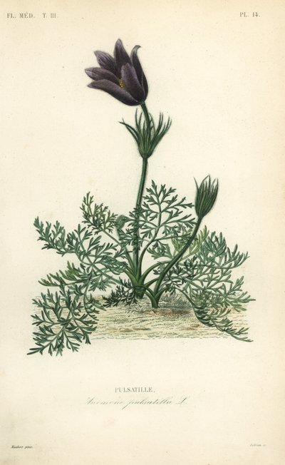 Pasqueflower eller Danes blod, Anemone pulsatilla, Pulsatille av Unbekannt