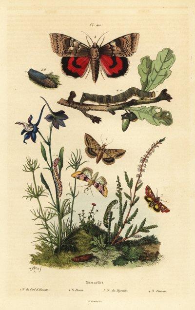 Erteblomst, Periphanes delphinii 1, bomullsbollorm, Helicoverpa armigera 2, gul undervinge, Anarta myrtilli 3, og stor gul undervinge, Noctua pronuba, larve og puppe 4. Noctuelles sommerfugler av Unbekannt