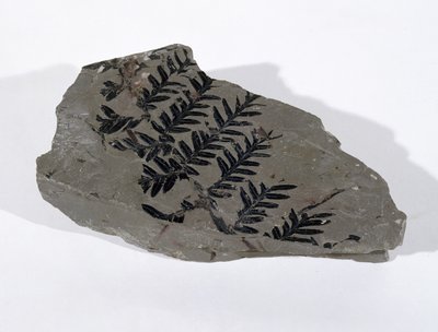 Pecopteris (Gymnosperm Frond) funnet ved Camerton, Somerset, Upper Carboniferous Period (bilde) av Unbekannt