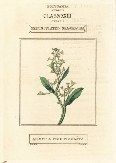 Stilk havportulak, Atriplex pedunculata. Håndkolorert kobberstikk etter en illustrasjon av Richard Duppa fra hans The Clours and Orders of the Linnaean System of Botany, Longman, Hurst, London. av Unbekannter Künstler