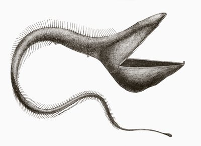 Pelican Eel eller Eurypharynx pelecanoides, en dyphavsfisk sjelden sett av mennesker, fra 'El Mundo Ilustrado', utgitt i Barcelona, ca. 1880 av Unknown
