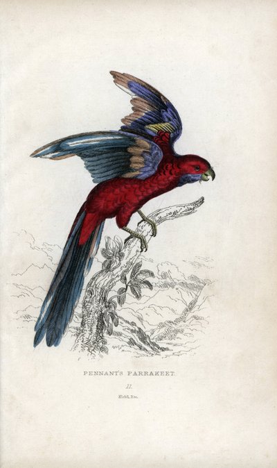 Vimpelparakit, Psittacus pennantii. Platycercus elegans. av Unbekannter Künstler