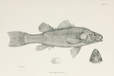 Abbor, ca 1832-1836 av Unbekannt