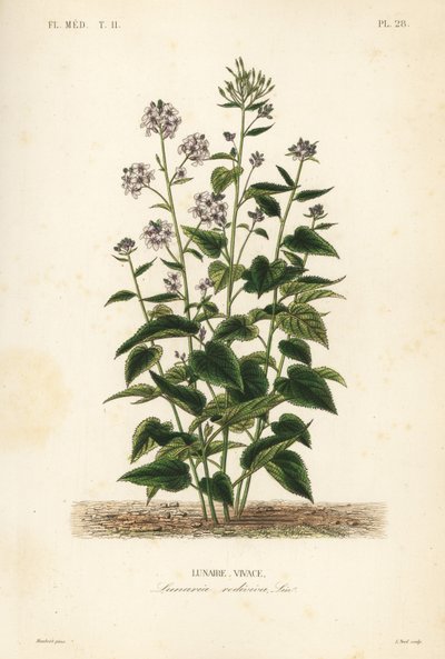 Flerårig ærlighet, Lunaria rediviva, Lunaire vivace av Unbekannt