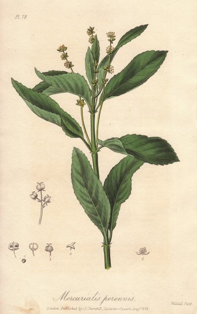 Flerårig mercuriale eller flerårig eller hundekål (Mercurialis perennis) - Sterkt vann av William Clarke for å illustrere «Medicinal Botanical, Description of the Medicinal Plants of London, Edinburgh and Dublin» av John Stephenson og James Morss Churchill av Unbekannter Künstler