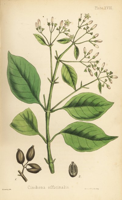 Peruansk barktre eller kinintre, Cinchona officinalis. Håndkolorert litografi av Henry Sowerby fra Edward Hamiltons Flora Homeopathica, Bailliere, London. av Unbekannter Künstler