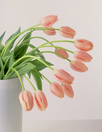 Rosa tulipaner av Unbekannter Künstler