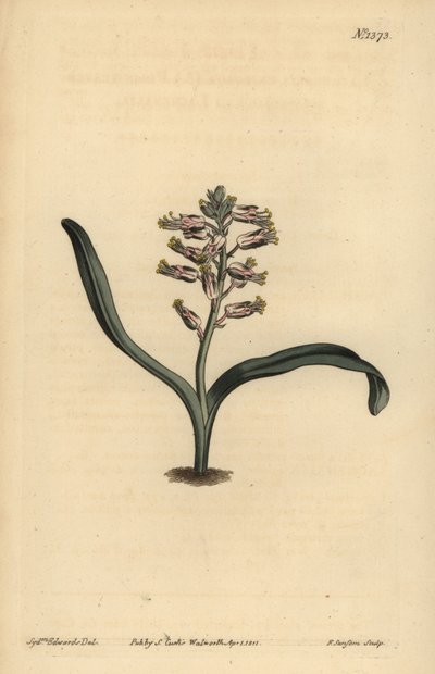 Ensfarget selvfarget lachenalia, Lachenalia unicolor av Unbekannt