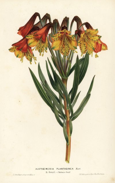 Grobladalstroemeria, Alstroemeria plantaginea. Brasil. Håndkolorert litografi av L. Stroobant fra Louis van Houtte og Charles Lemaires Blomster i hagene og drivhusene i Europa, Flore des Serres et des Jardins de l#39;Europe, Ghent, Belgia. av Unbekannter Künstler