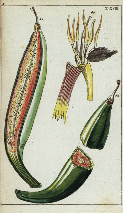 Grobladbananer, Musa x paradisiaca. av Unbekannter Künstler