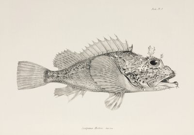 Spiller skorpionfisk, c 1832-1836 av Unbekannter Künstler