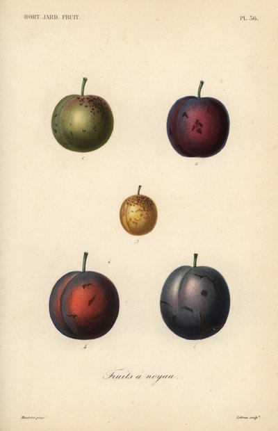 Plommer og svisker, Prunus domestica av Unbekannt