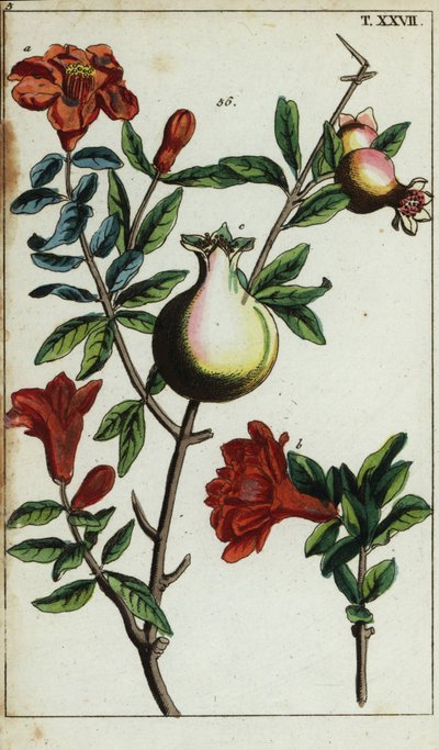 Granatepleblomster og frukt på en gren, Punica granatum. av Unbekannter Künstler