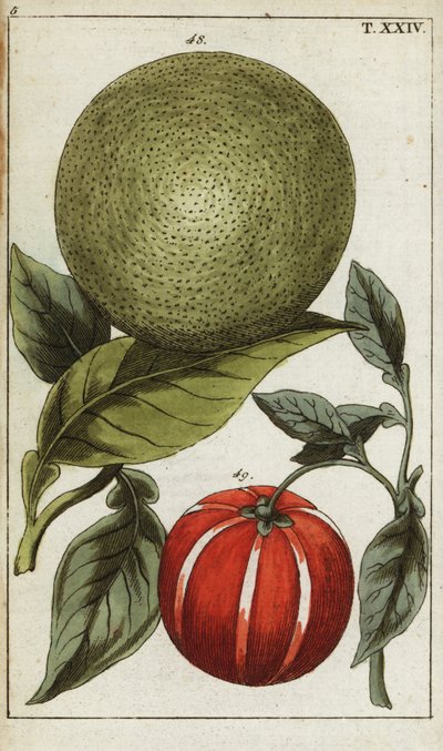 Pomelo eller pummelo, Citrus maxima. av Unbekannter Künstler