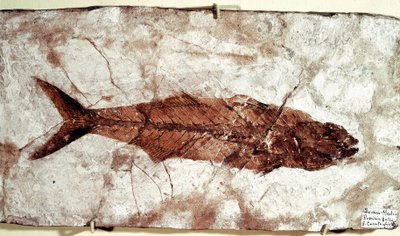 Forhistorie: Sgomber Speciosus fiskefossil fra stedet Bolca-fjellet av Unbekannt