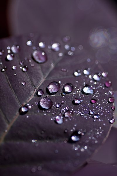 Purple Leaves II (fotografi) av Unbekannter Künstler