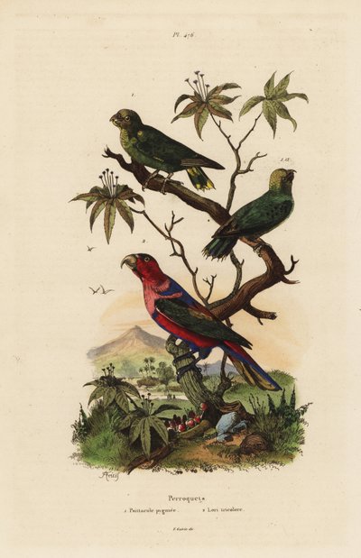 Pygmy papegøye, Micropsitta pusio, og svart-capped lory, Lorius lastebil av Unbekannt