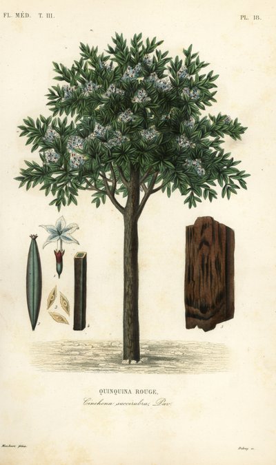 Kinintre, ted cinchona eller quina, Cinchona pubescens, Cinchona succirubra, Quinquina rouge av Unbekannt