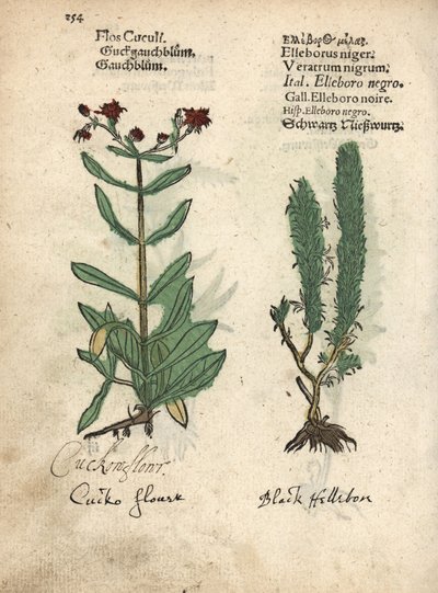 Rødstrupe, Lychnis flos-cuculi, og svart falsk hellebore, Veratrum nigrum. Håndkolorert tresnitt av en botanisk illustrasjon fra Adam Lonicers Krauterbuch, eller Herbal, Frankfurt. av Unbekannter Künstler