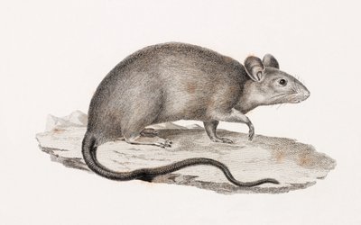 Rotte fra Alexandria av Unbekannt