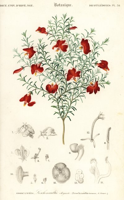 Rød leschenaultia, Leschenaultia formosa., 1849 (gravering) av Unbekannter Künstler