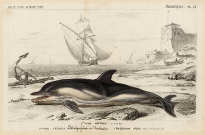 Representasjon av en delfin i «Universal Dictionary of Natural History» av Charles D#39;Orbigny, Paris 1849. av Unbekannter Künstler