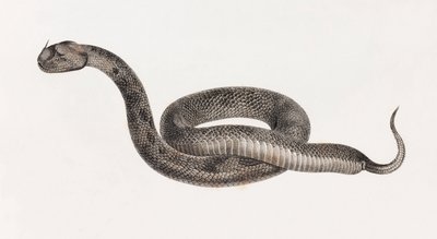 Reptiler: En hoggorm av Unbekannt