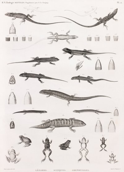 Reptiler: serie med illustrasjoner av øgler, skinks og frosker av Unbekannt
