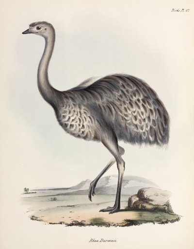 Rhea, Sør-Amerika, ca 1832-1836 av Unbekannter Künstler