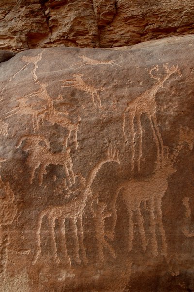 Bergkunst, forhistorie: Gravering av sjiraffer, strutser, sauer, hund og karakter i Uweinat-massivet, Sudan (Karkur-Talh eller Karkur Talh). Periode fra 8000 til 3000 år f.Kr. Fotografering av Unbekannt