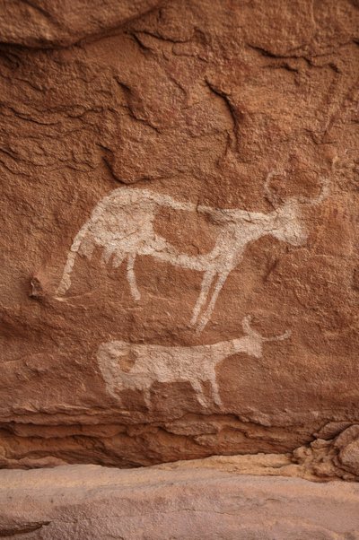 Bergkunst, forhistorie: Bergmaleri av to kyr med store horn (langt horn) i et utsmykket ly, i Uweinat-massivet, Sudan (Karkur-Talh eller Karkur Talh). Periode fra 8000 til 3000 år f.Kr. Fotografering av Unbekannt