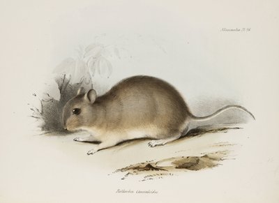 Gnager, ca 1832-1836 av Unbekannter Künstler