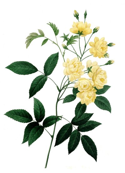 Rose Rosier de Bancks var. a fleurs jaunea, Rosa banksiae, Banks rose av Unbekannter Künstler