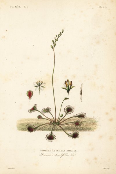 Rundbladet soldugg eller vanlig soldugg, Drosera rotundifolia, Droserie a feuilles rondes av Unbekannt