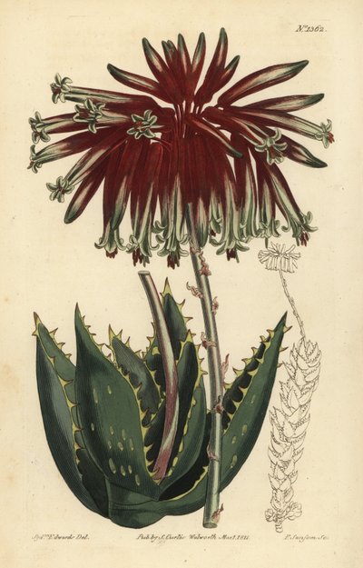 Grusaloe eller gjæraloe, Aloe perfoliata (minst gjæraloe, Aloe mitraeformis brevifolia) av Unbekannt