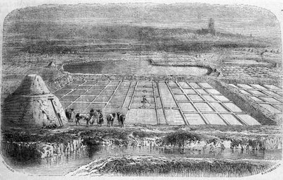 Saltproduksjon: saltmyrer (saltvann) i Sør-Frankrike. 1800-talls gravering av Unbekannt