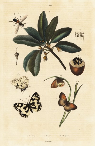 Sapodilla og møll. av Unbekannter Künstler