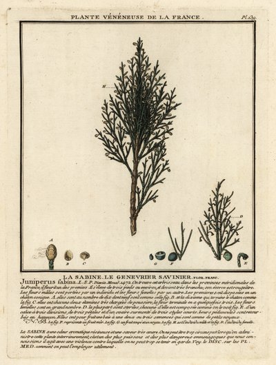 Savin einer eller savin, Juniperus sabina. av Unbekannter Künstler
