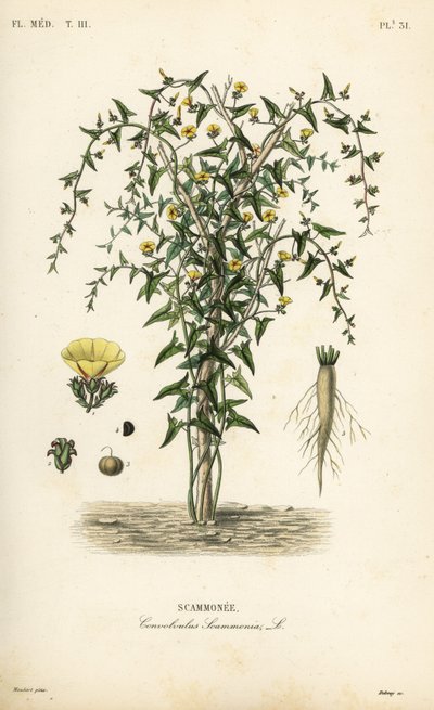 Scammony, Convolvulus scammonia, Scammonee av Unbekannt