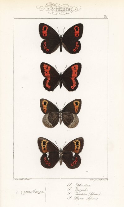 Scotch Argus, Erebia aethiops, Large Ringlet, Erebia Euryale, Autumn Ringlet, Erebia Neoridas (Ventral) og Arran Brown, Erebia Ligea (Ventral). Håndfarget stålgravering av Pauquet Brothers etter en illustrasjon av Alexis Nicolas Noel fra Hippoly av Unbekannter Künstler