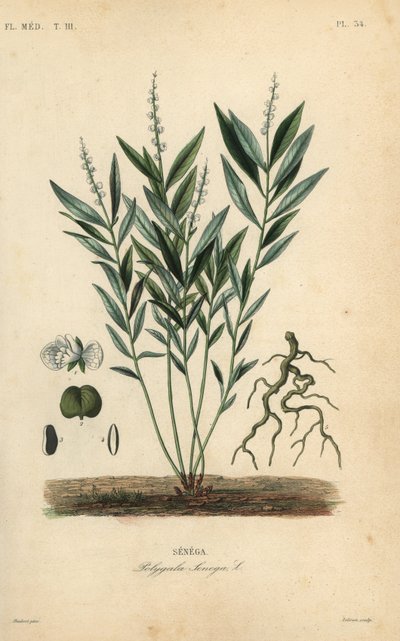 Seneca slangerot eller klapperslangerot, Polygala senega, Senega av Unbekannt