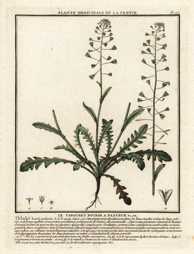 Hyrdeveske, Capsella bursa-pastoris. av Unbekannter Künstler