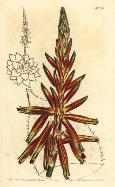 Short leaved aloe, Aloe brevifolia var av Unbekannt