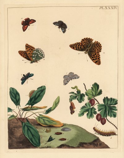 Sølvvasket fritillaria, Argynnis paphia, skogmøll, Adscita statices, L. eller stikkelsbærmøll, Halia vauaria, liten kobbersommerfugl, Lycaena phlaeas, snusket skipper, Erynnis tages og stikkelsbærbusk, Ribes grossularia. Håndkolorert litografi av Unbekannter Künstler