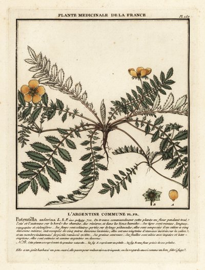 Silverweed, Potentilla anserina.    1376548   no       norwegian Successfully Translated  Original: View of the Ponte Rotto, Rome Translat: View of the Ponte Rotto, Rome 1307356 no norwegian Successfully Translated Original: Feeling: A Barber Treating a Ma av Unbekannter Künstler