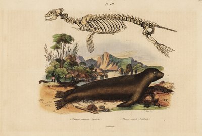 Skjelett av vanlig sel, Phoca vitulina 1, og australsk sjøløve, Neophoca cinerea 2 av Unbekannt