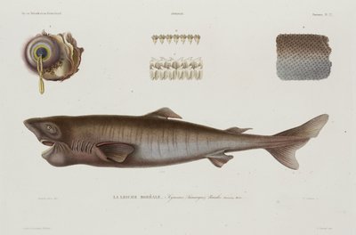 Sovehai, Island, tidlig på 1800-tallet av Unbekannter Künstler