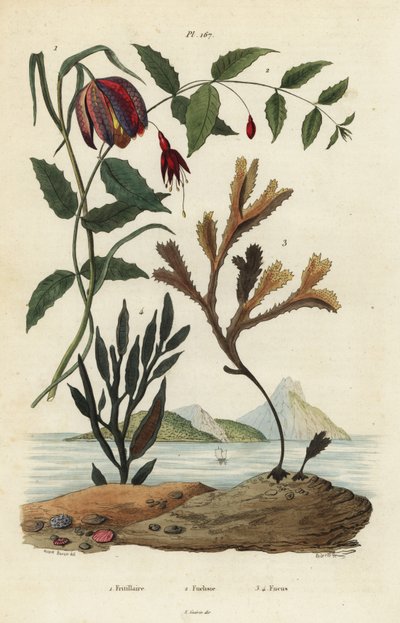 Slangehodefritillary, Fritillaria meleagris 1, kolibrifuchsia, Fuchsia magellanica 2, tanntang, Fucus serratus 3 og Fucus siliqueux 4. Fritillaire, Fuchsie, Fucus av Unbekannt