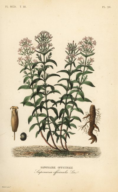 Såpeurt eller såpegress, Saponaria officinalis, Saponaire officinale av Unbekannt