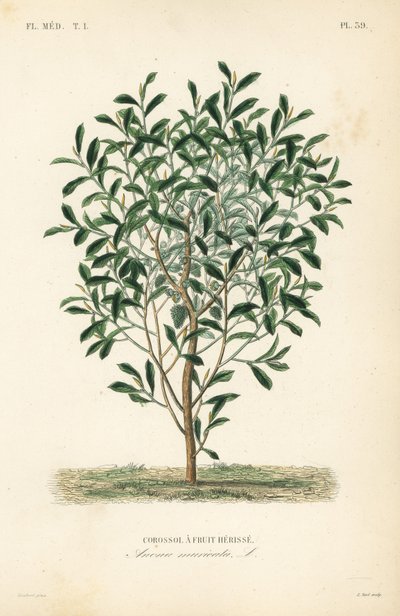 Soursop, graviola eller guyabano tre, Annona muricata, Corossol a fruit herisse av Unbekannt